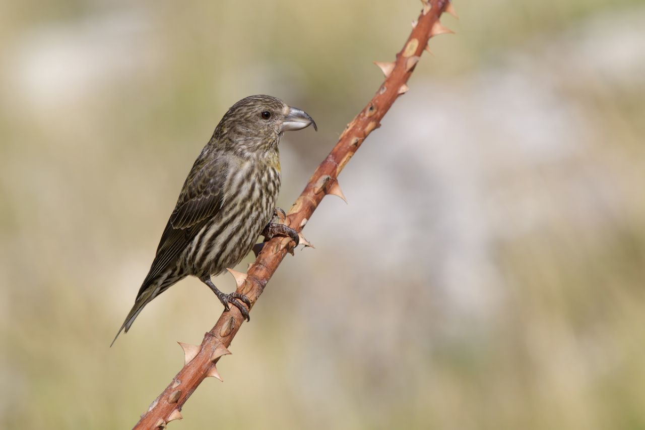 Crociere  (Loxia curvirostra)